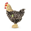 Rappa - Mascotte réaliste en peluche Poule avec œuf debout 33 cm Respect de l'environnement
