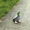 PUSH MASCOTA GOOGLE, Realistic Bird, Pigeon like the Real One, ECO 23cm