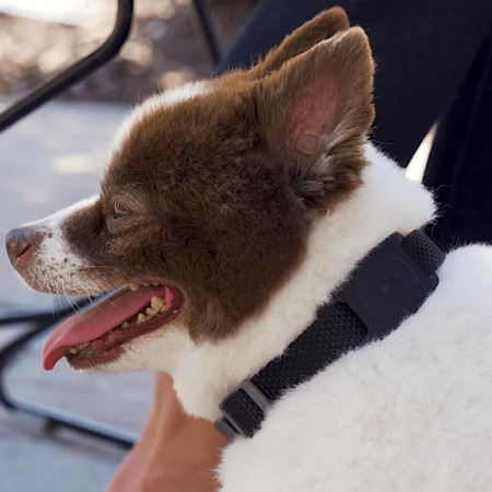 Case-Mate Hundehalsbandhalterung - Tasche mit Halsbandhalterung für Apple AirTag (Schwarz)