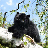 BLACK PLUS CAT MASCOT, Realistic Cat, Like the Real One, ECO, 30cm